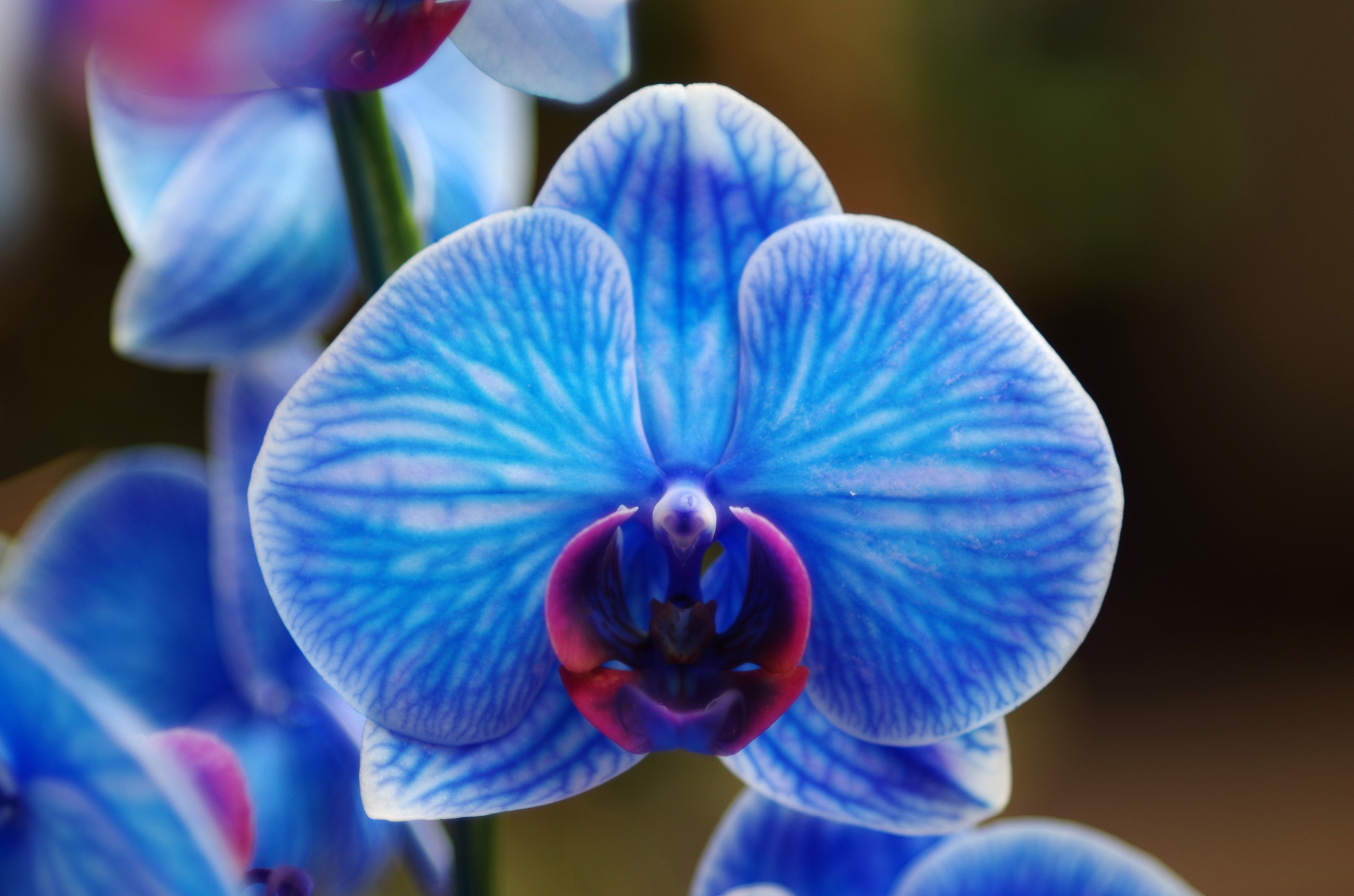 胡蝶蘭の花が青や水色の種類とは 癒しを与える爽やかさが魅力 Hanasaku