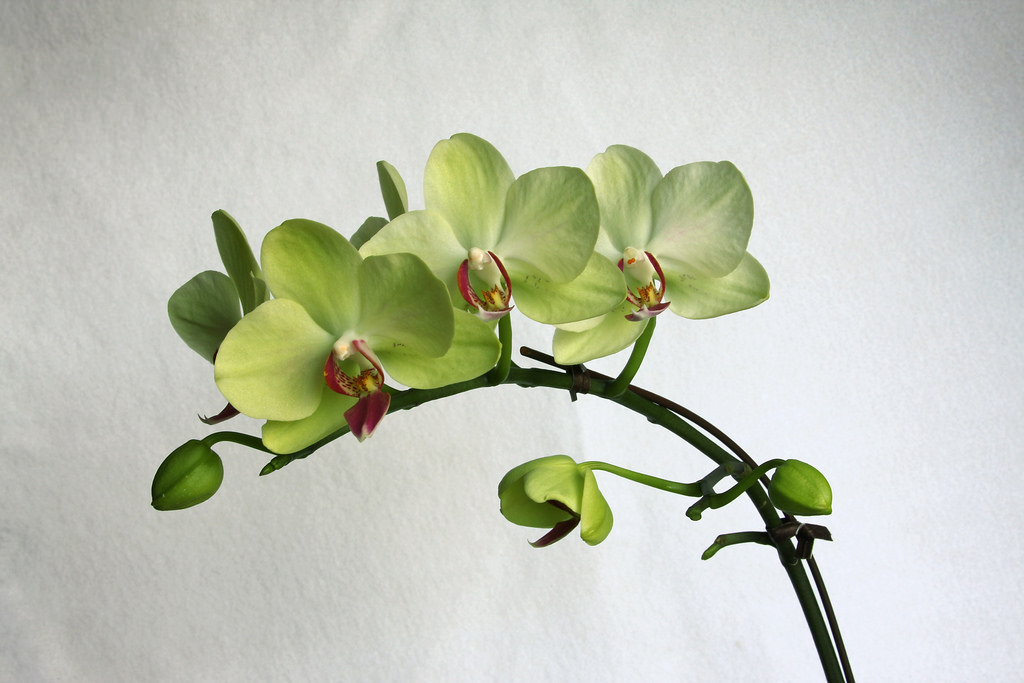 胡蝶蘭で緑色の花を咲かせる種類は インパクトある爽やかな花ギフト Hanasaku
