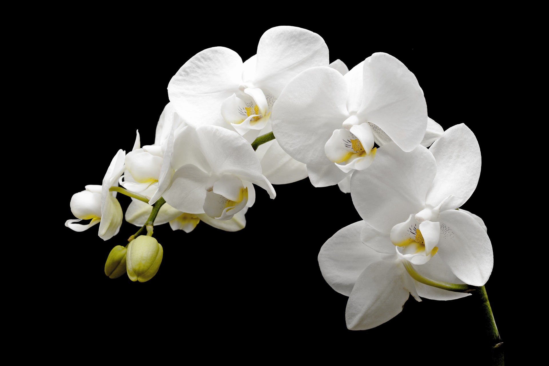 初心者におすすめの胡蝶蘭アマビリス 花の特徴と育て方のコツ Hanasaku