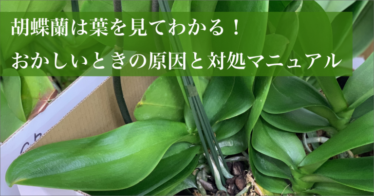 胡蝶蘭は葉を見てわかる おかしいときの原因と対処マニュアル Hanasaku