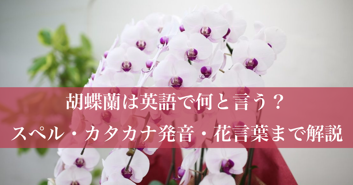 胡蝶蘭は英語で何と言う スペル カタカナ発音 花言葉まで解説 Hanasaku