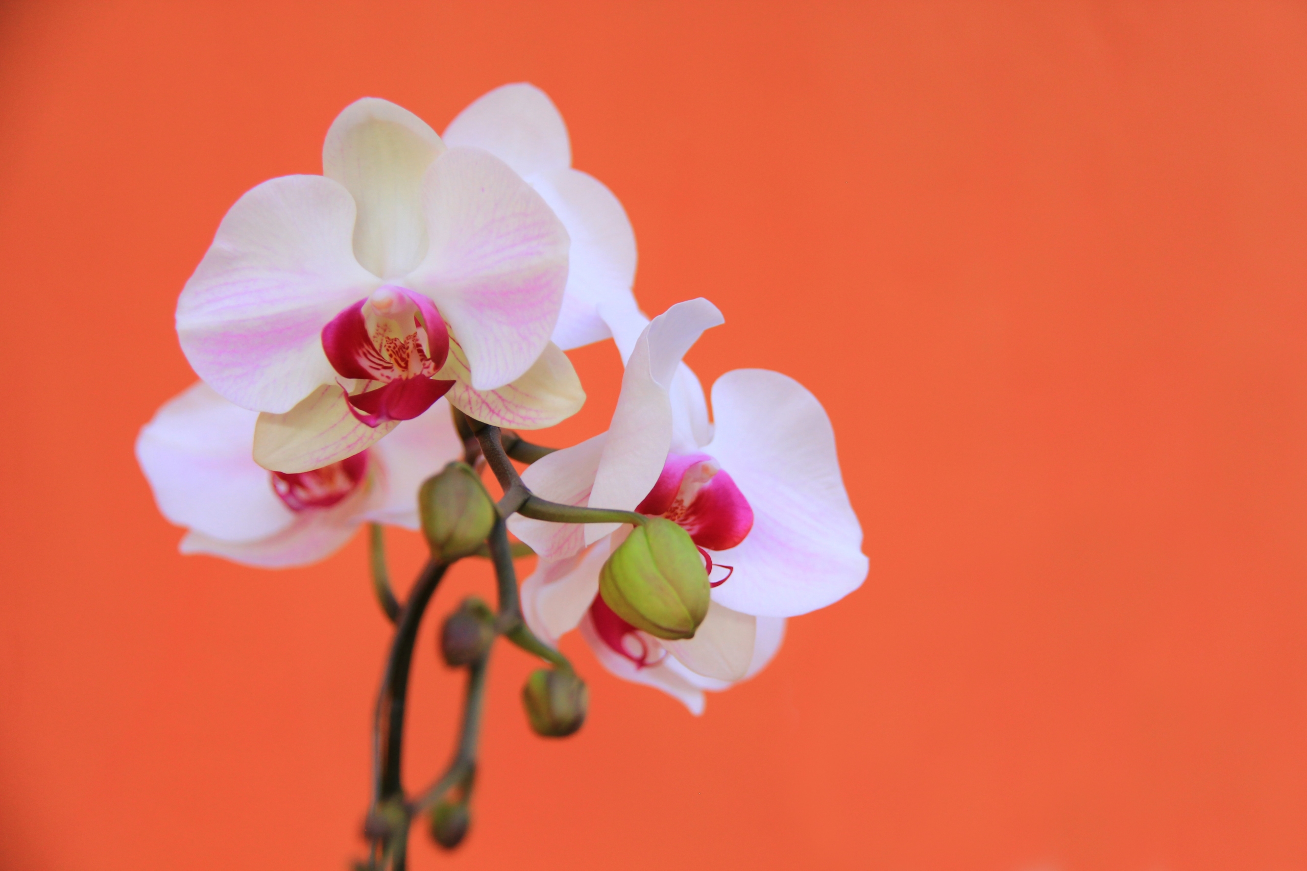 胡蝶蘭マザーチークはどんな花 特徴と贈り方のポイントを紹介 Hanasaku