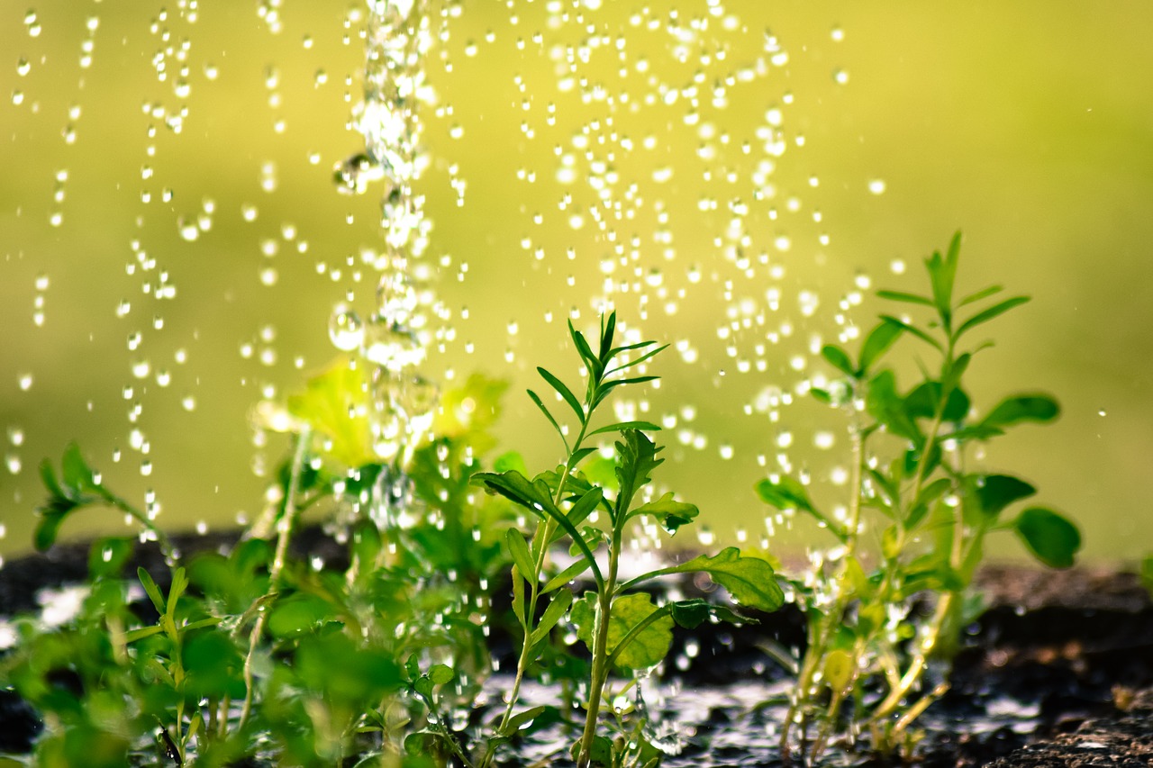 観葉植物の適切な水やり方法 季節別のタイミングなどをご紹介 Hanasaku