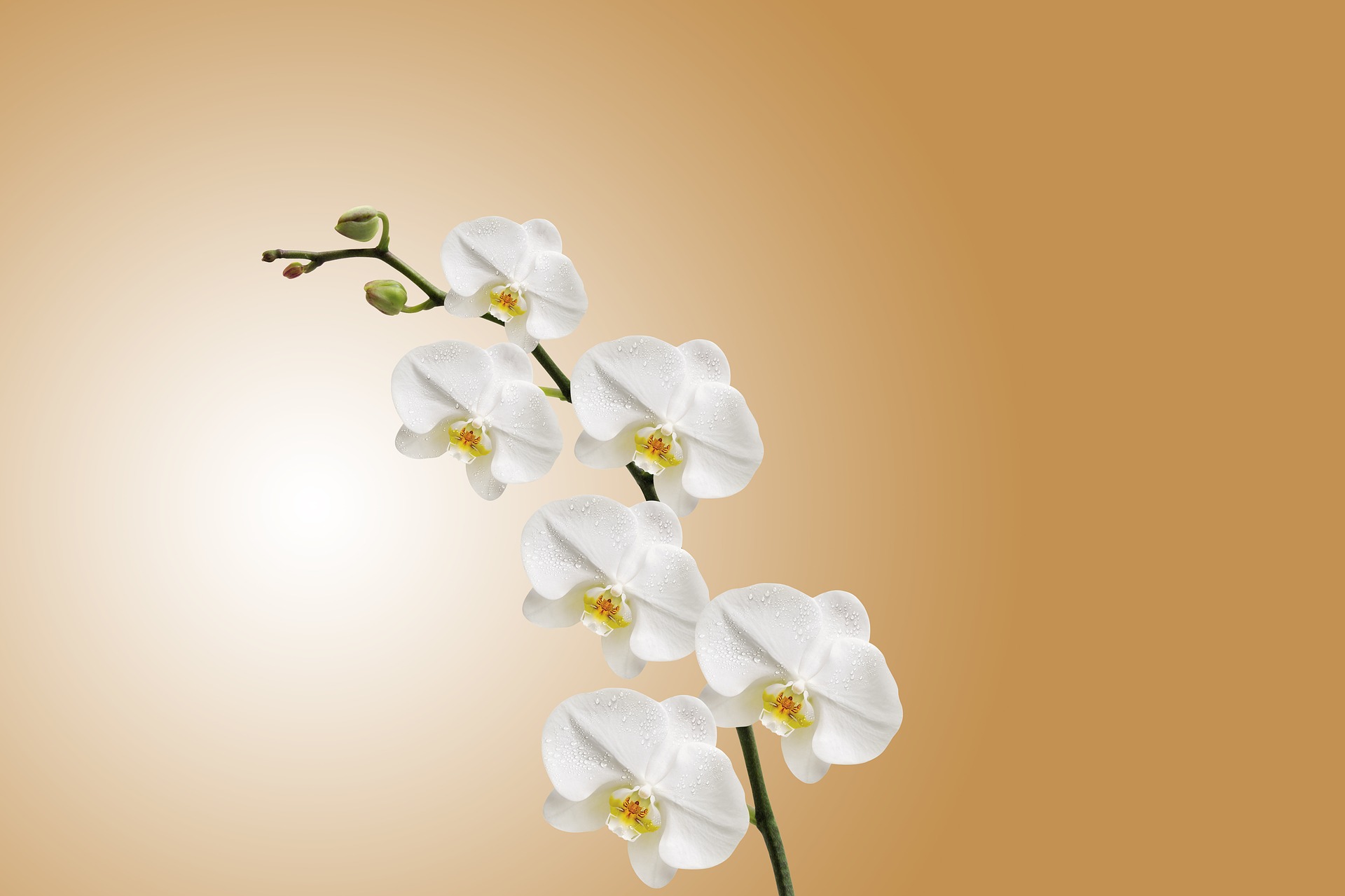 胡蝶蘭の花言葉はどんな意味 色別の意味や適したシーンもご紹介 Hanasaku