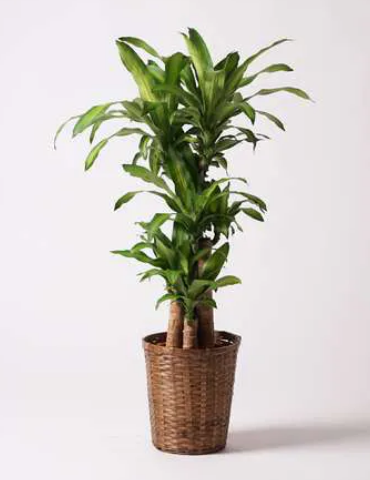 おすすめの観葉植物の種類で大きいものは 人気の大型観葉植物8選 Hanasaku