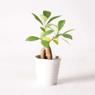 観葉植物でおすすめの小さい種類は 育てやすくおしゃれなものを紹介 Hanasaku