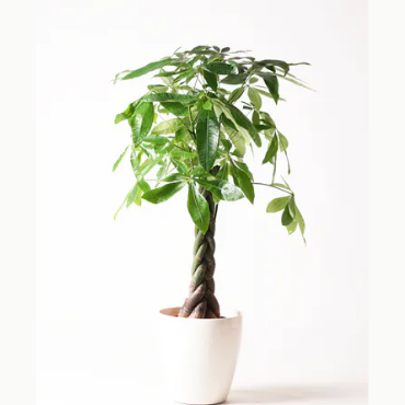 いま観葉植物はどんな種類が人気なの 育てやすい人気観葉植物10選 Hanasaku