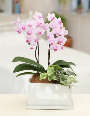 胡蝶蘭を部屋のインテリアとして取り入れよう 育て方と飾り方のコツ Hanasaku