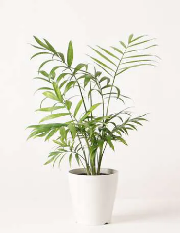 観葉植物でおすすめの小さい種類は 育てやすくおしゃれなものを紹介 Hanasaku