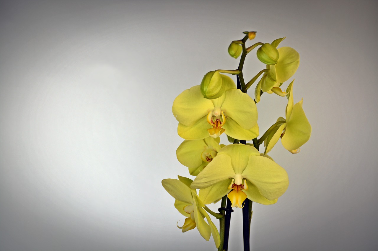胡蝶蘭で黄色い花の種類は 相手のイメージに合わせて色味を選ぼう Hanasaku