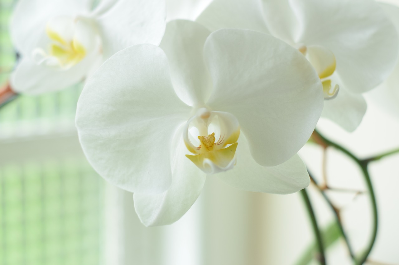 胡蝶蘭をラメで華やかに装飾 世界に1つだけの贈り物 Hanasaku