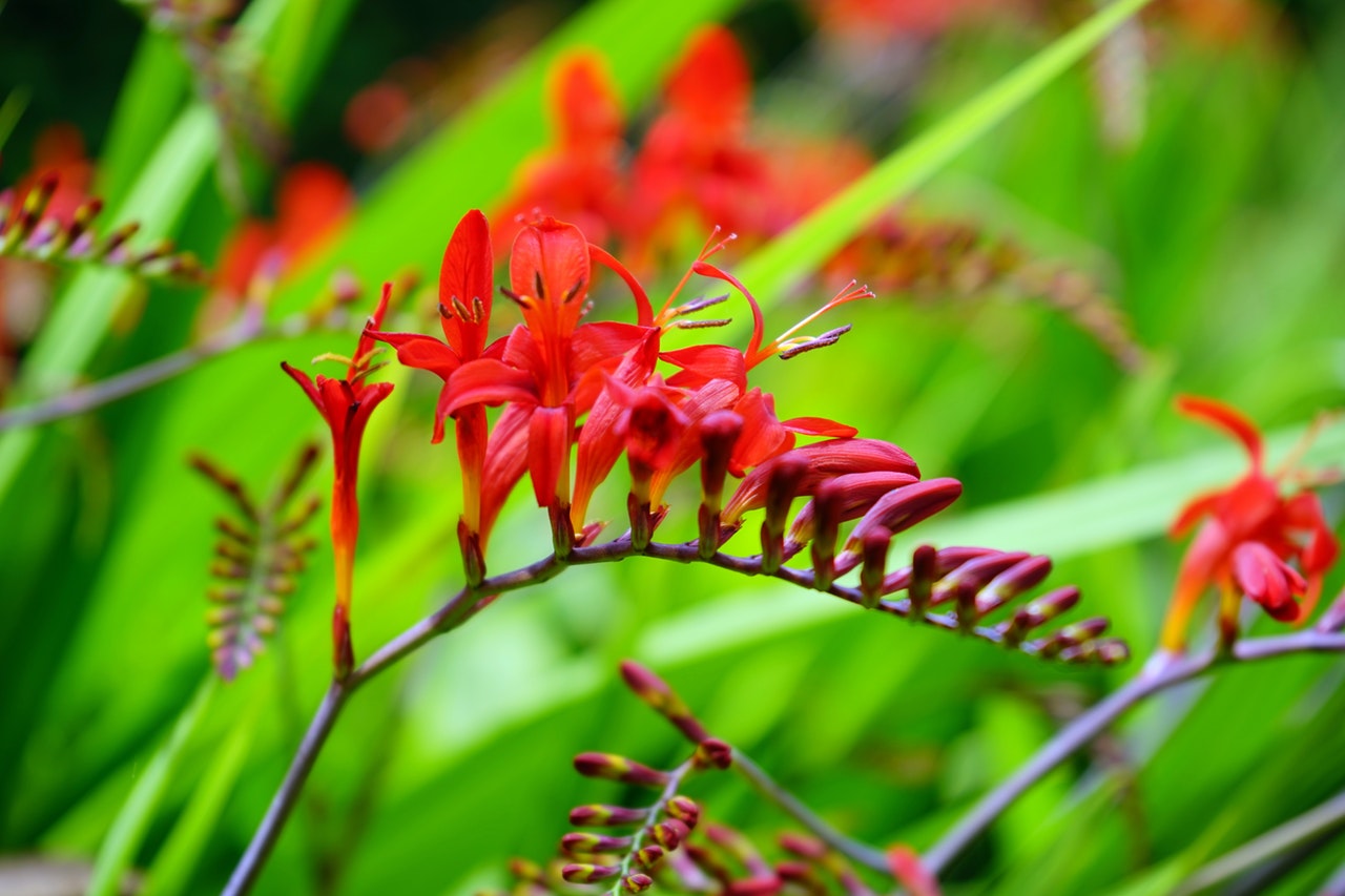 観葉植物の中でも赤い葉や花をもつものは 人気種類と基本の育て方 Hanasaku