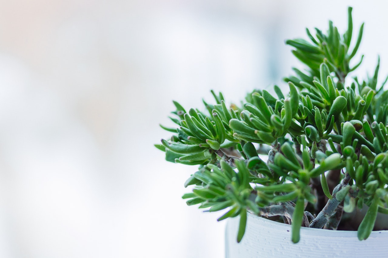 観葉植物の剪定方法を詳しく紹介 失敗を防ぐポイントをおさえよう Hanasaku