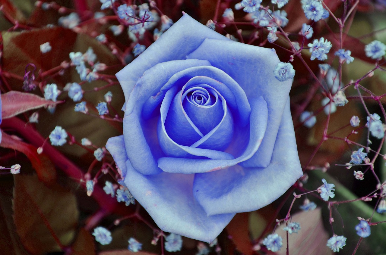 プリザーブドフラワーで青い花の魅力を堪能しよう ギフトにも最適 Hanasaku
