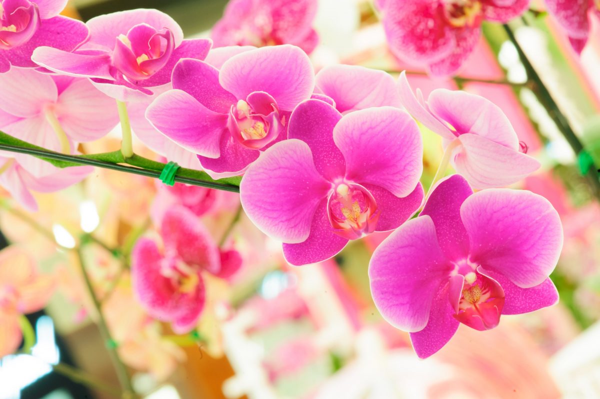 胡蝶蘭の人気色と選び方 白 ピンク 黄色など人気色をチェック Hanasaku
