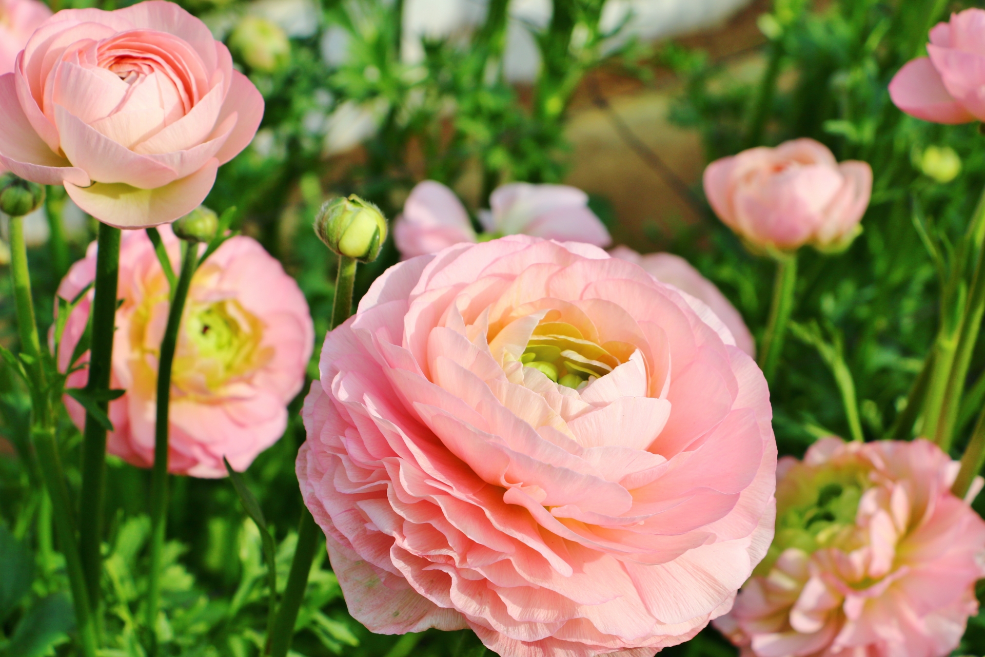 ラナンキュラスの花言葉 色 種類別の意味や由来 花束に人気の理由とは Hanasaku