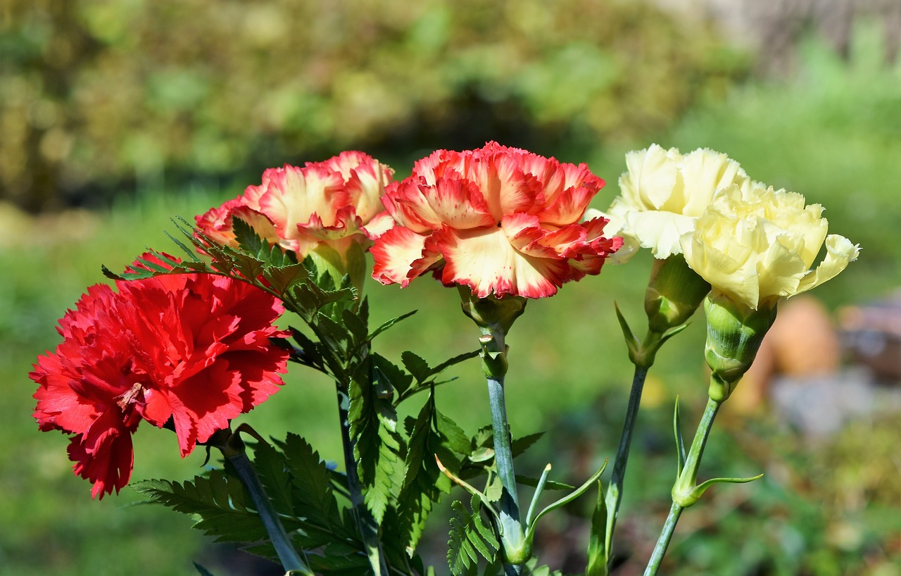 カーネーションの種類はとっても豊富 色別の花言葉や人気の品種は Hanasaku
