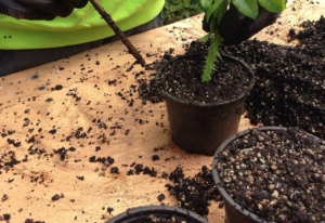 オリーブに肥料を与える頻度と注意点 おすすめのオリーブ肥料2選 Hanasaku