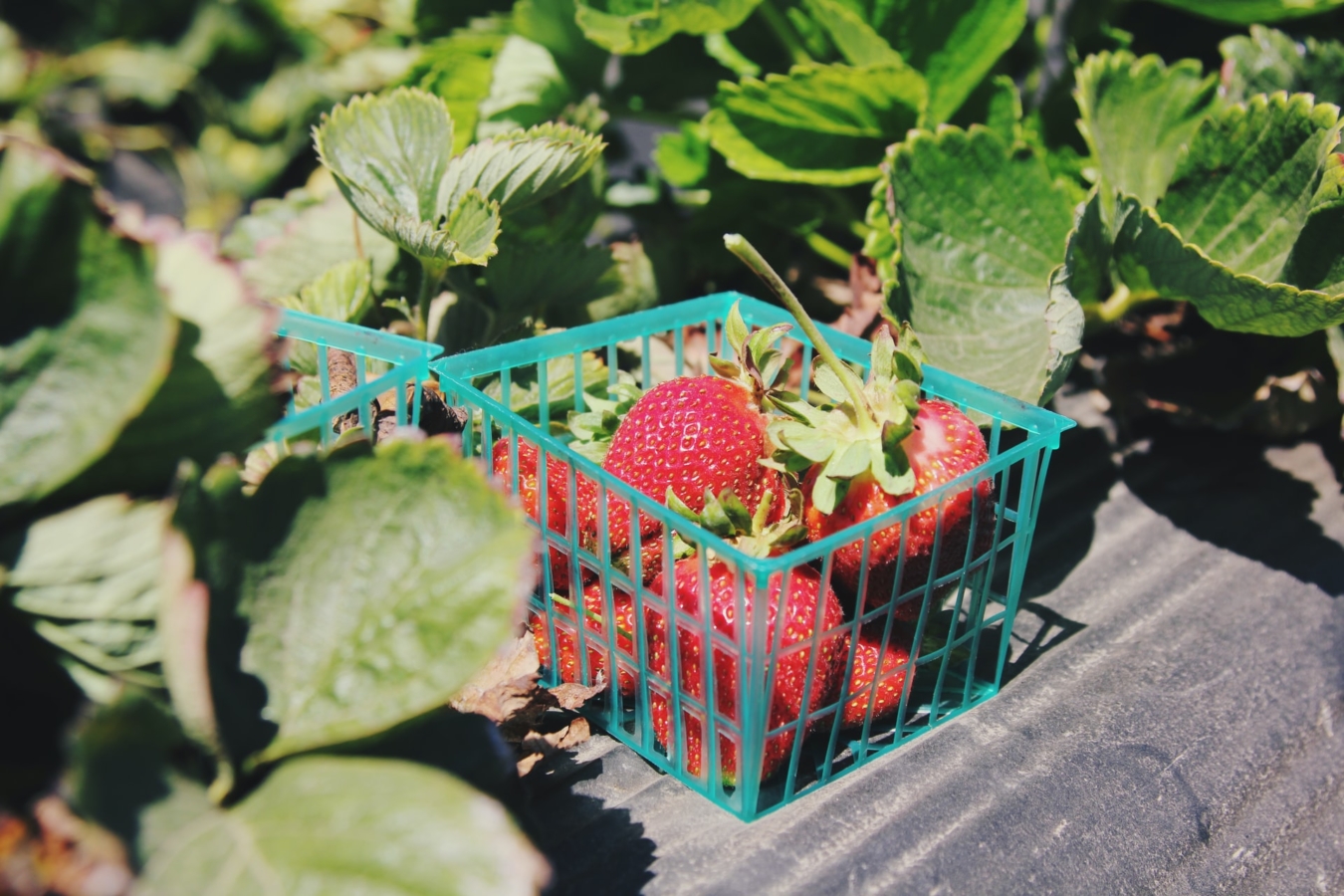 イチゴ 苺 の苗をランナーから増やす方法 苗作りの時期 手順 注意点 Hanasaku