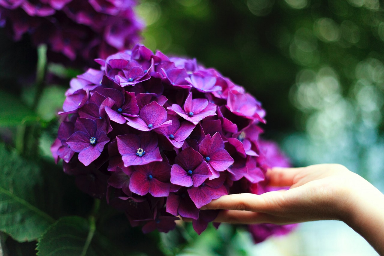 アジサイ 紫陽花 の土の作り方 土を配合して好みの花色を変える方法 Hanasaku