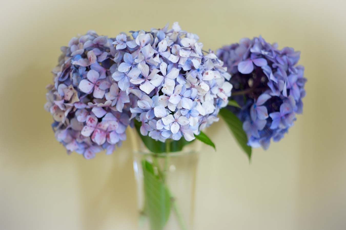 アジサイ 紫陽花 の種類と育て方 剪定方法や時期 増やし方も紹介 Hanasaku