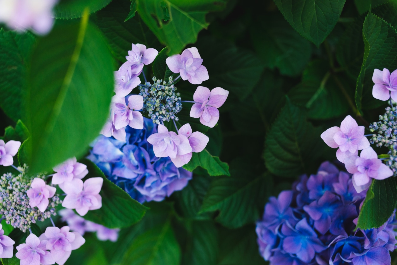 アジサイ(紫陽花)の種類と育て方｜剪定方法や時期、増やし方も紹介 