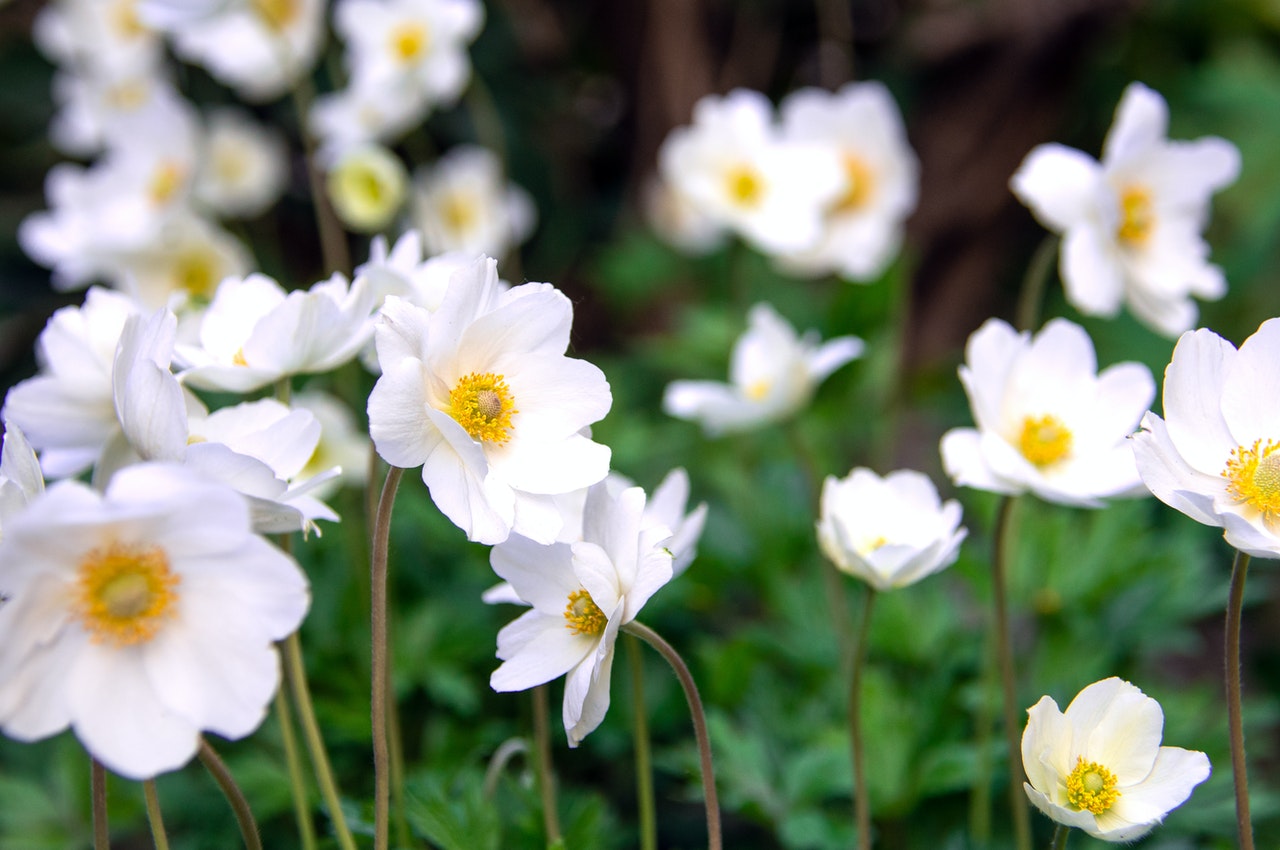 アネモネは春を告げる花