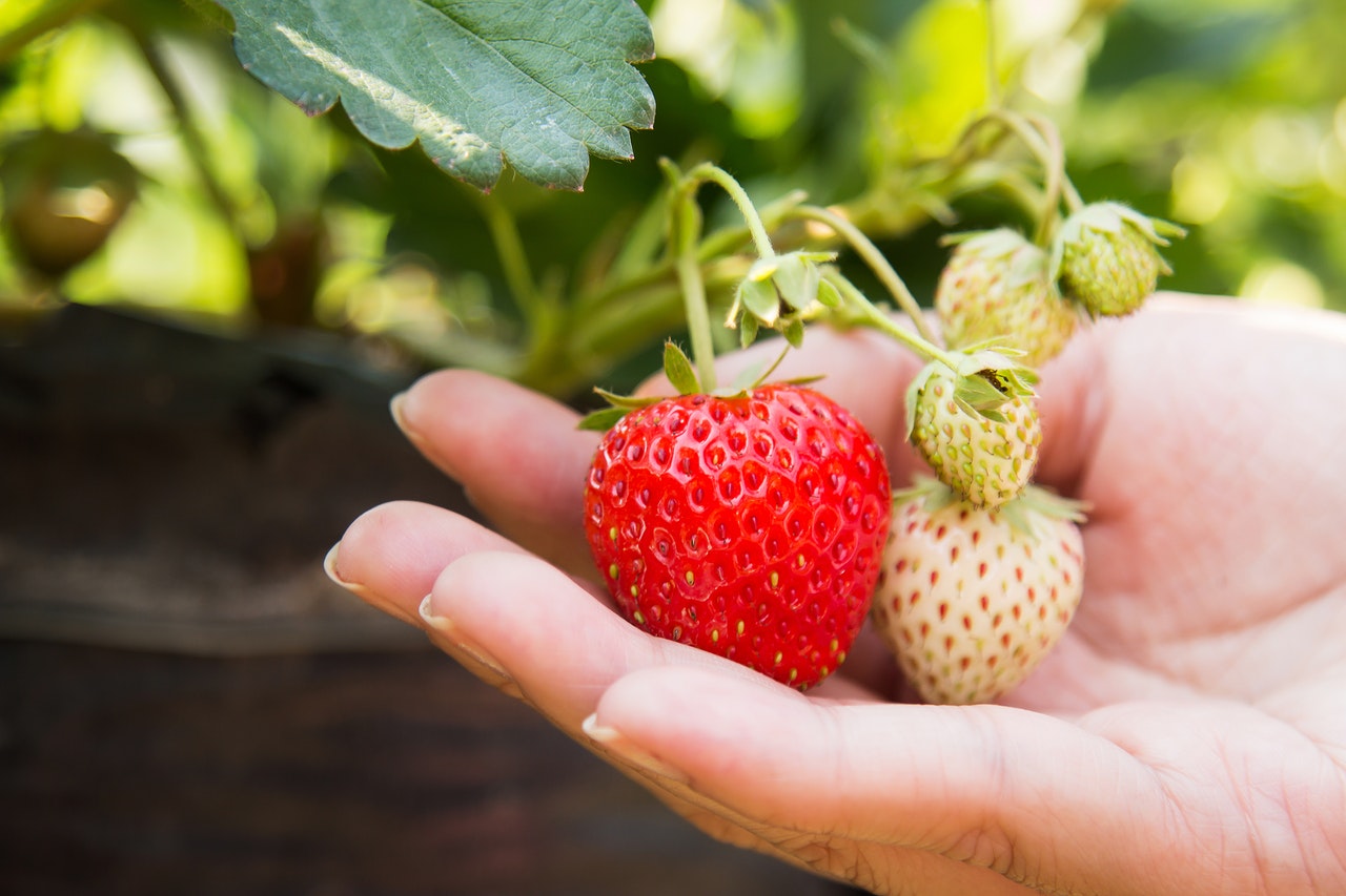 イチゴ 苺 の育て方 栽培方法 育てる上での注意点やコツは Hanasaku