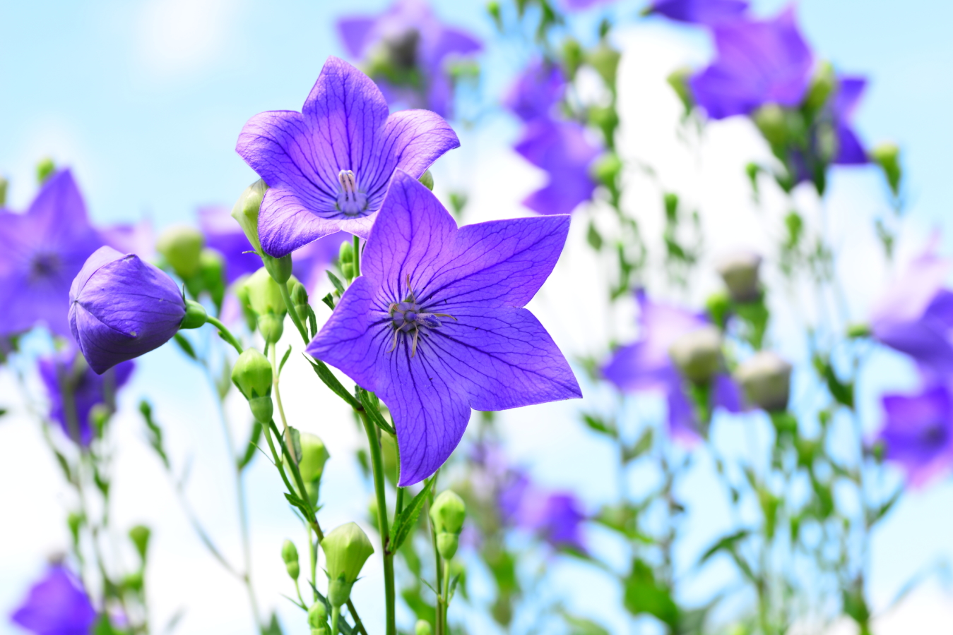 8月に咲く花一覧 ガーデニングで人気の品種の特徴や花言葉も紹介 Hanasaku