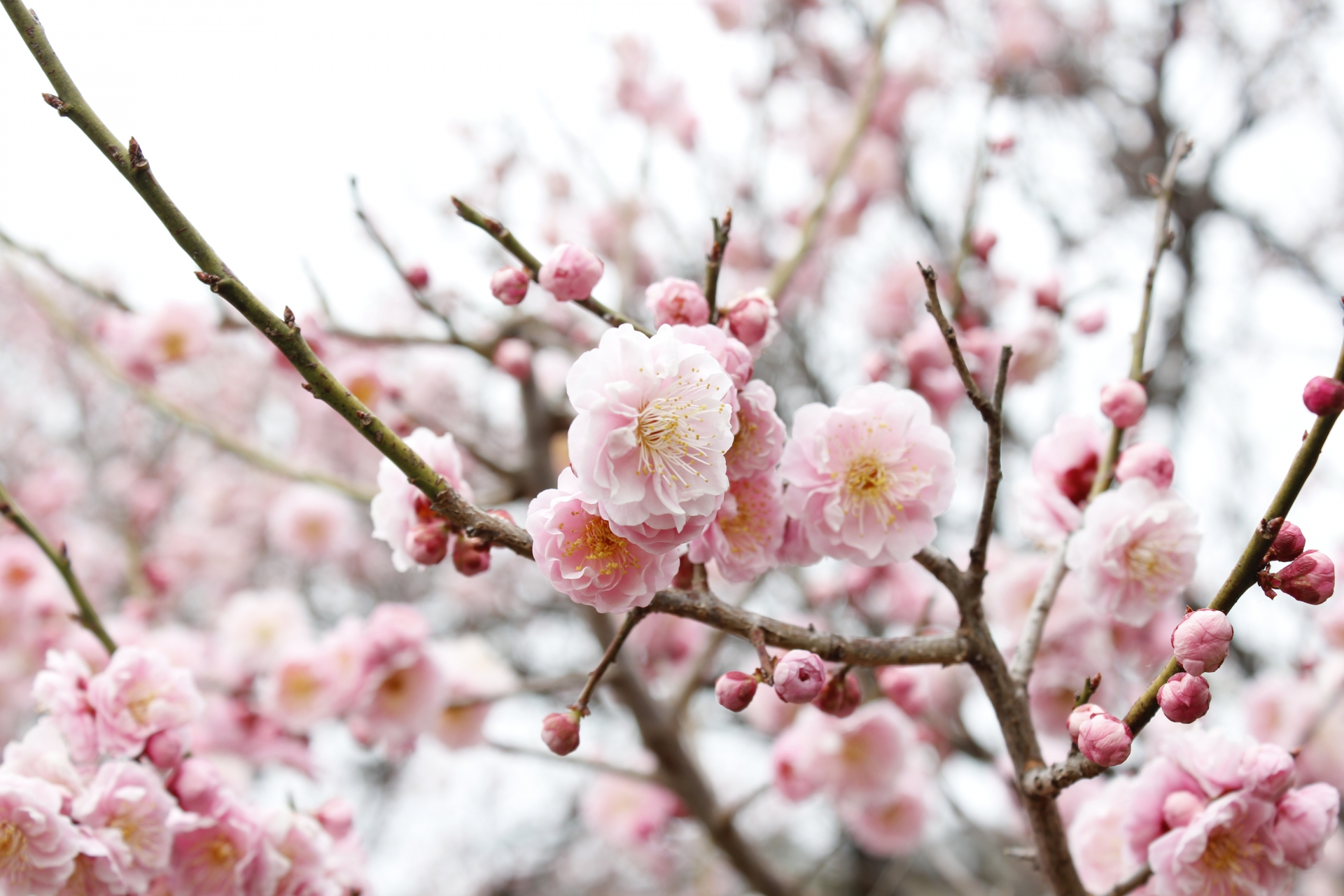 1月に咲く花10選 人気の花の特徴や花言葉 育て方も紹介 Hanasaku