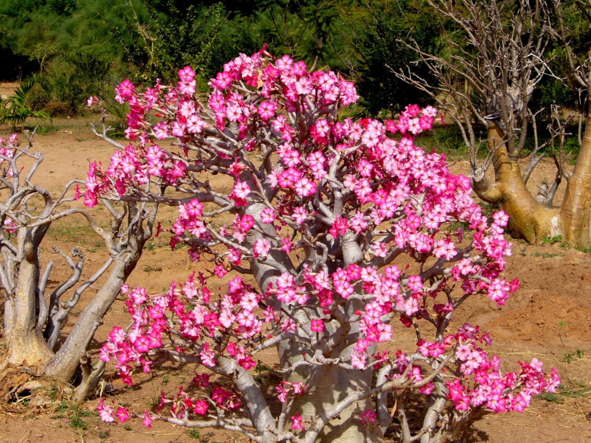 アデニウム 砂漠のバラ の花言葉と由来 種類と特徴も紹介 Hanasaku