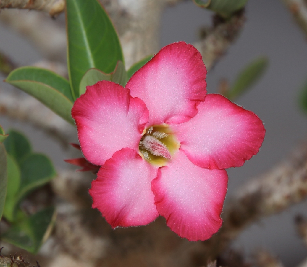 アデニウム 砂漠のバラ の花言葉と由来 種類と特徴も紹介 Hanasaku