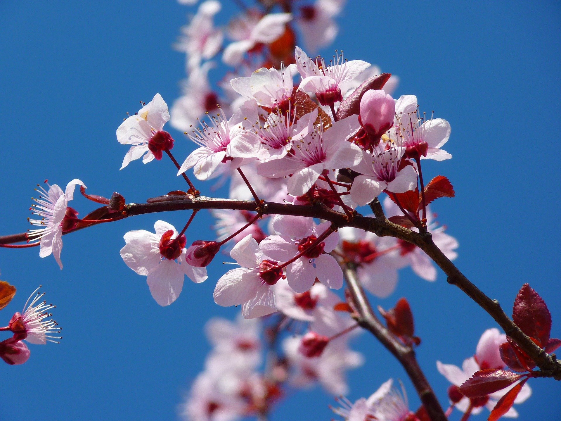 アーモンドの花言葉 意味 由来はギリシャ神話 サクラの花に似ている理由も解説 Hanasaku