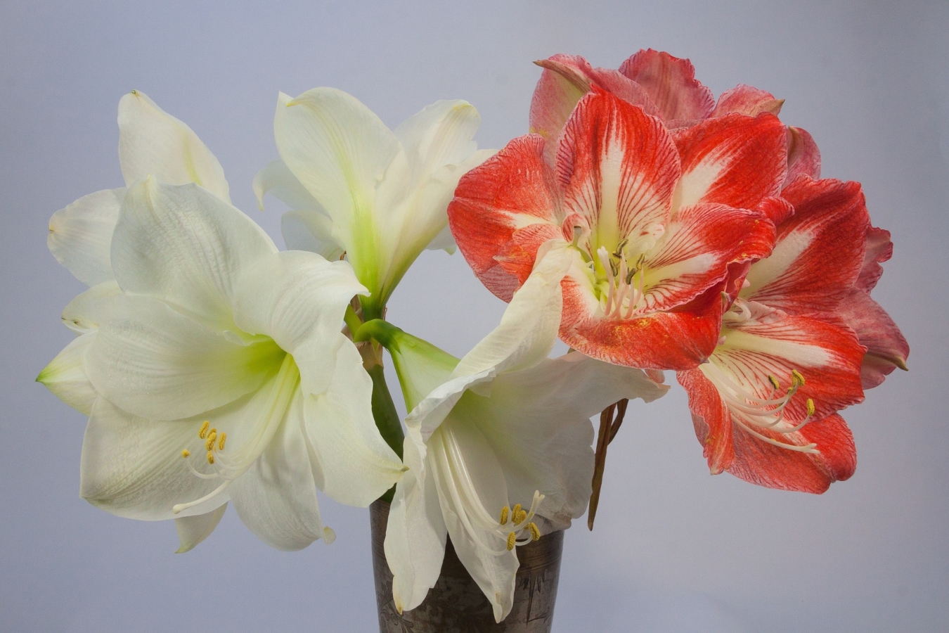 アマリリスの花言葉と由来 種類 色別 英語名の花言葉も紹介 Hanasaku