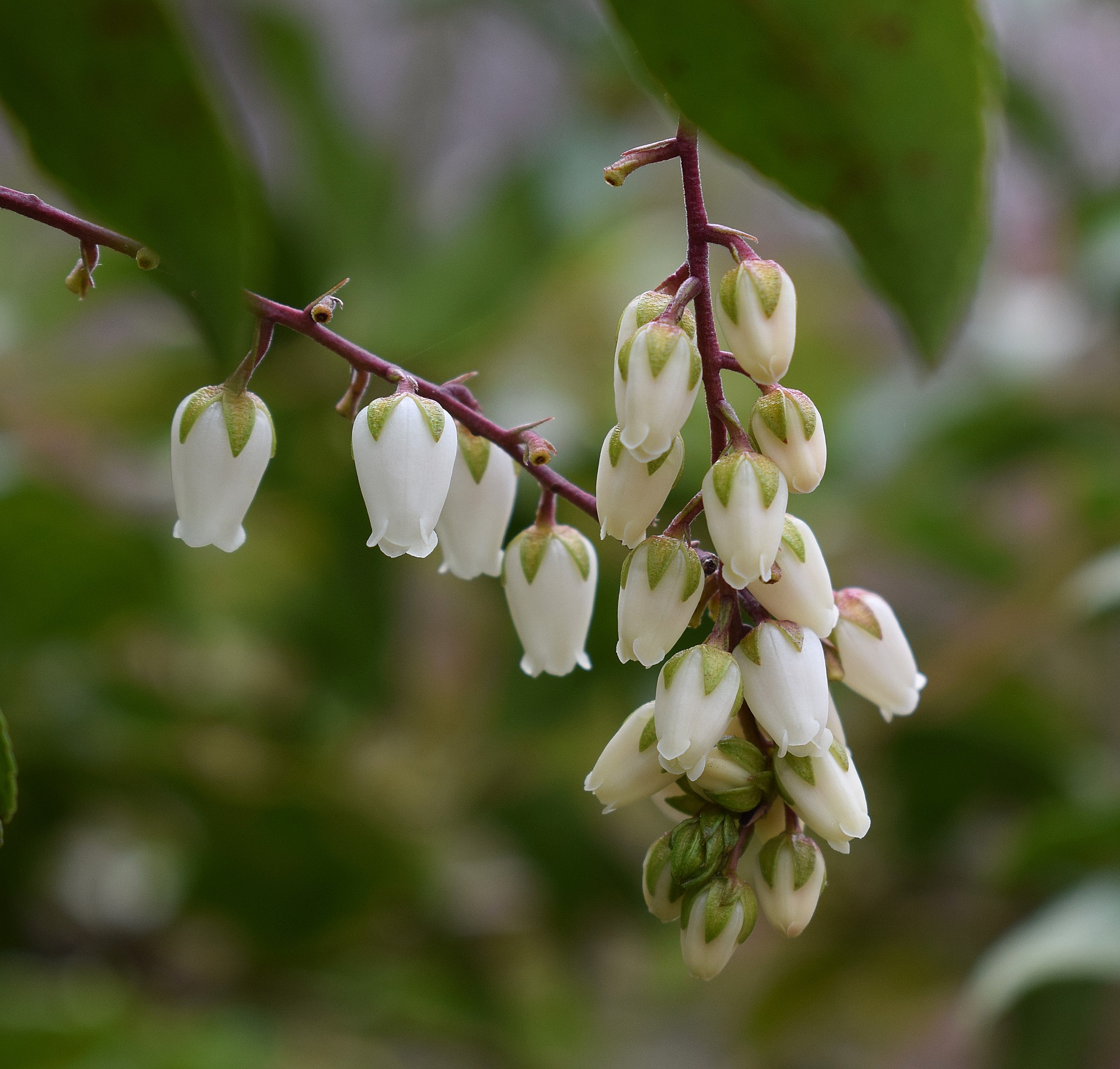 アサギリソウとは 花の特徴 花言葉 育て方 手入れ方法を紹介 Hanasaku