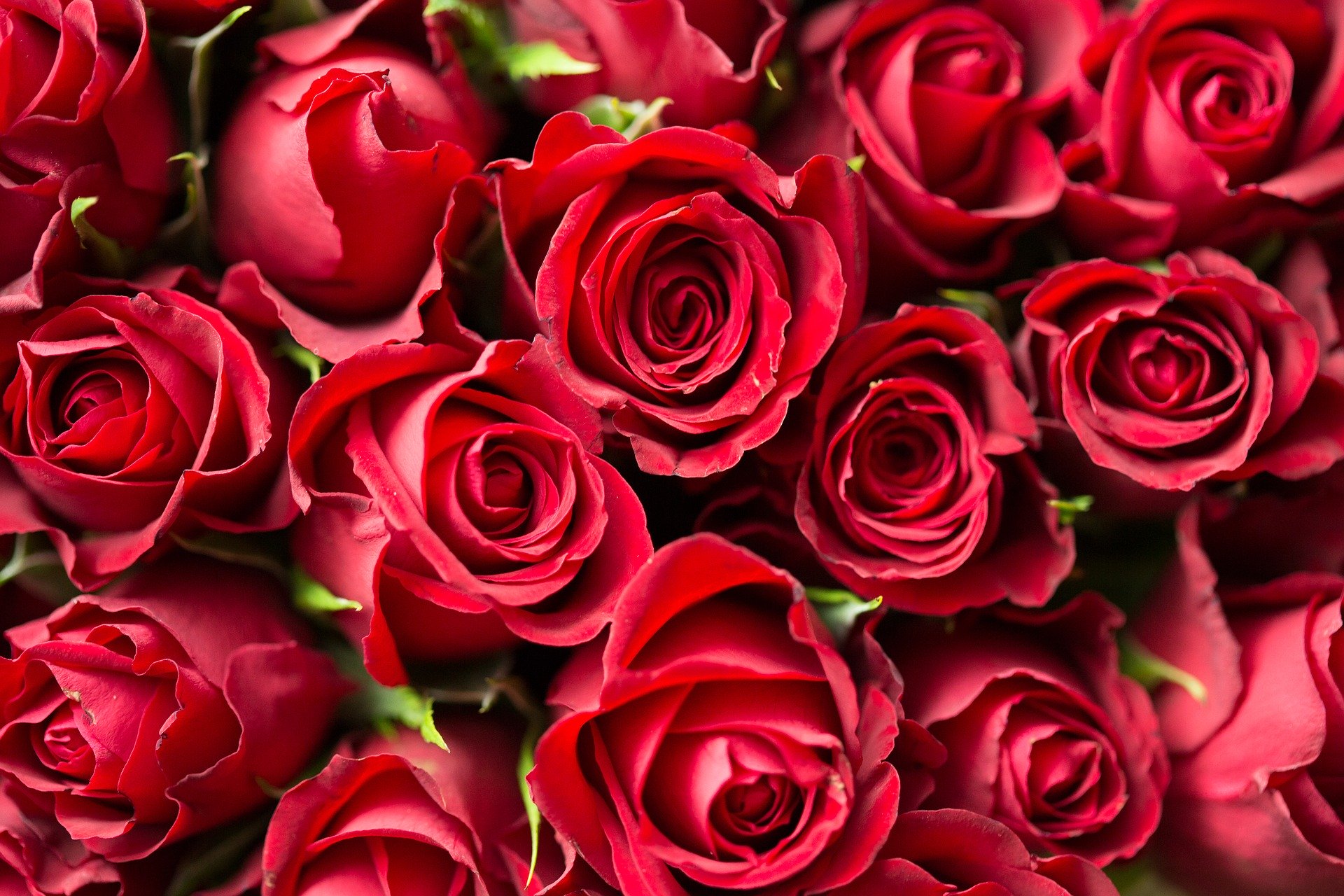 バラ 薔薇 の花言葉 色 本数別 英語の意味は 怖い意味もある Hanasaku