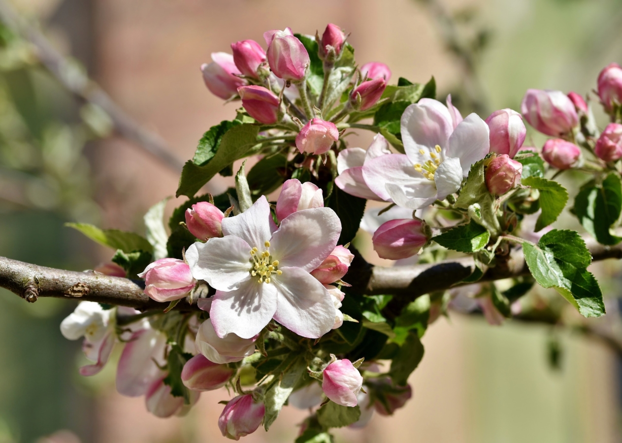 リンゴの花言葉 実 木 花 と由来 花の特徴や品種も紹介 Hanasaku