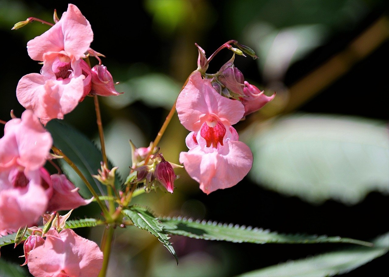 ホウセンカ 鳳仙花 の種類 品種一覧 育て方や近縁植物 特徴も紹介 Hanasaku