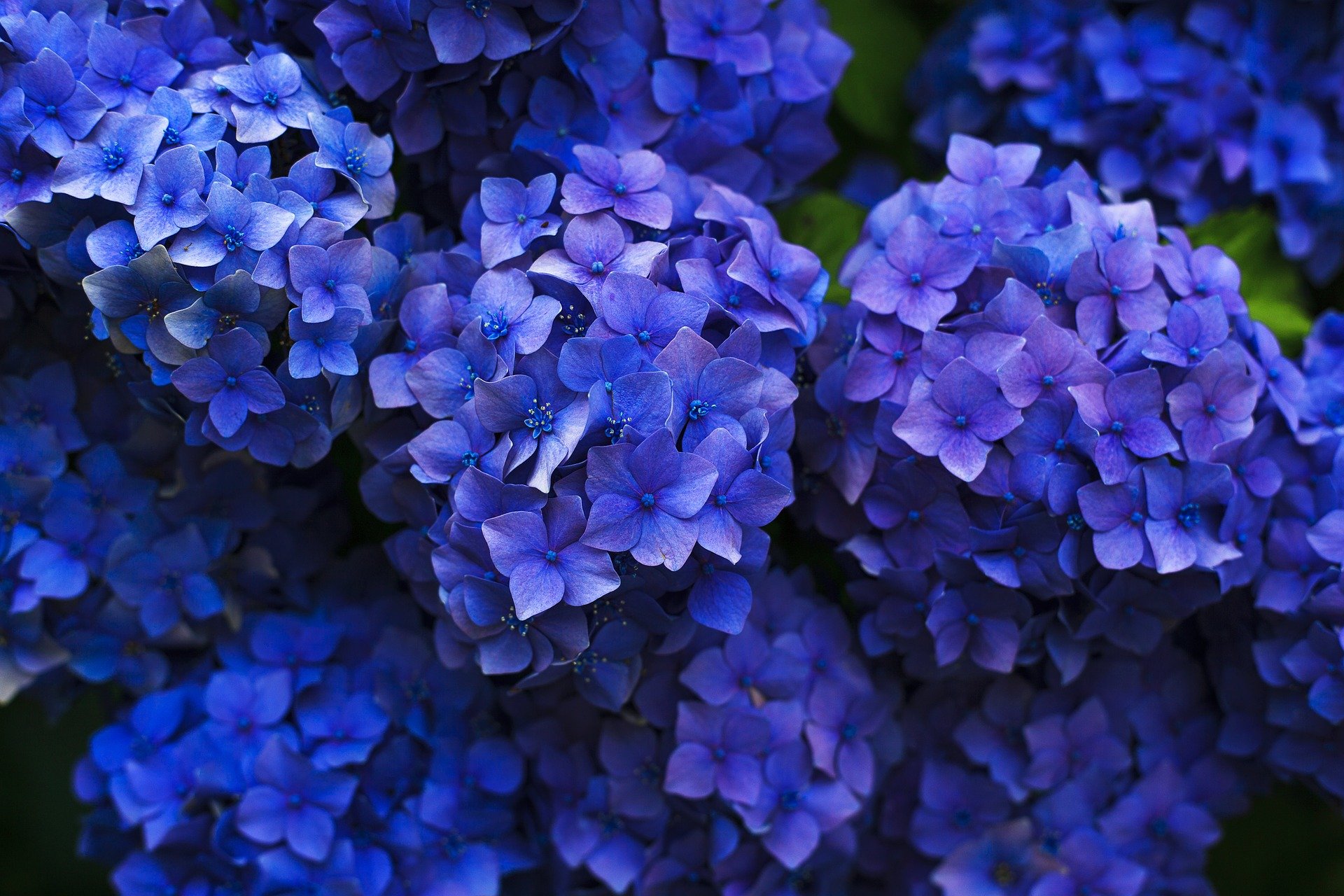 6月に咲く花一覧 ガーデニングで人気の品種の特徴や花言葉も紹介 Hanasaku