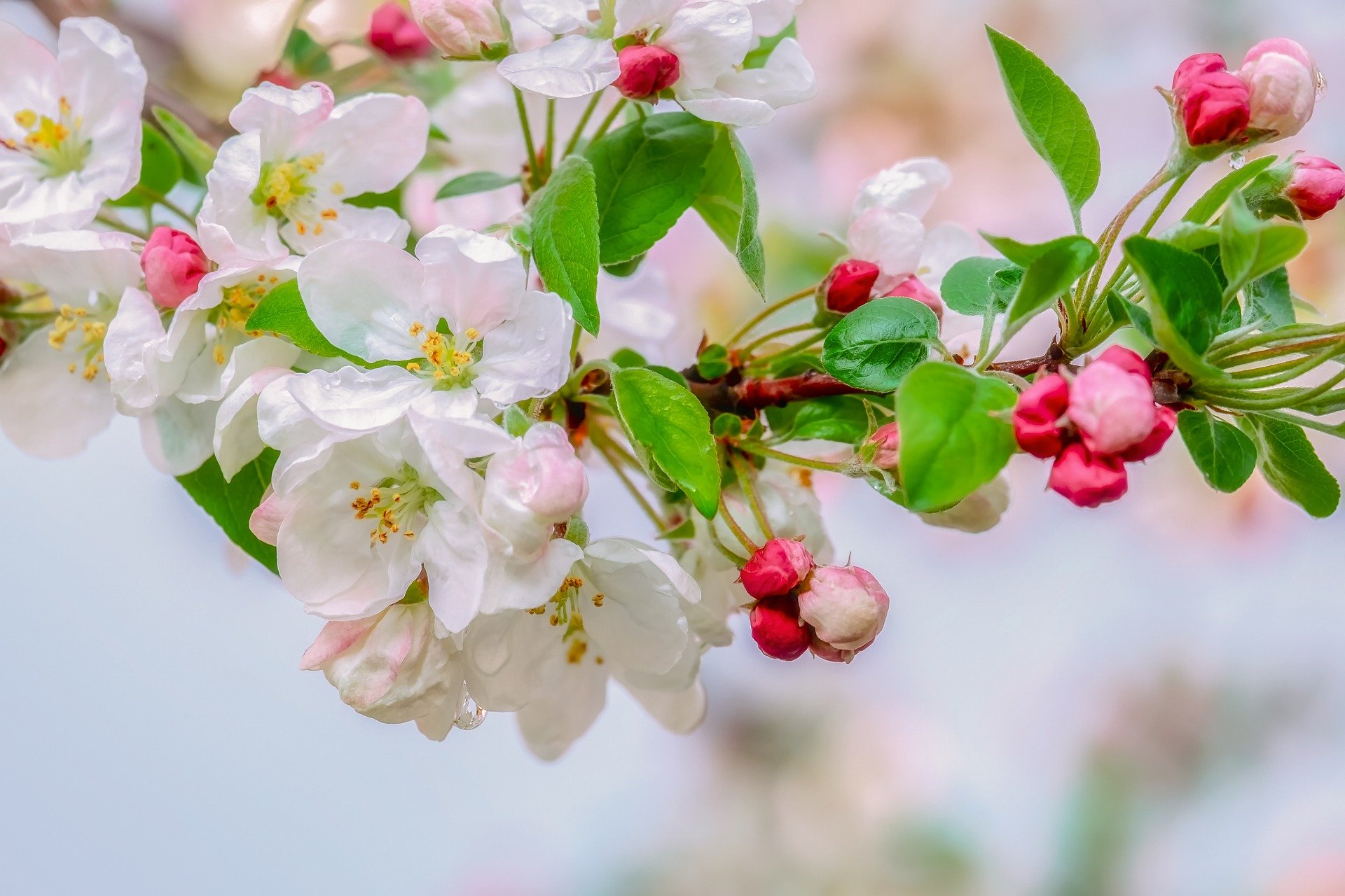 リンゴの花言葉 実 木 花 と由来 花の特徴や品種も紹介 Hanasaku