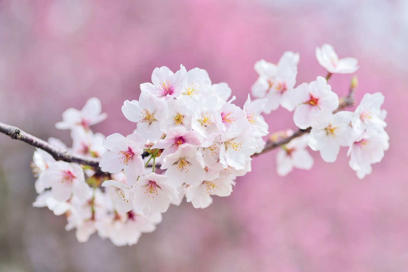 イチゴ 苺 の花言葉 由来や英語の花言葉 怖い意味もある Hanasaku