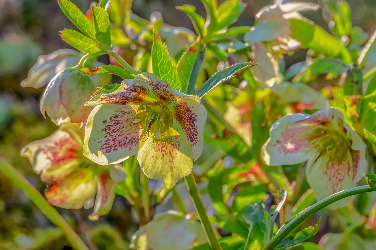 地植え、鉢植えで気を付けることは?