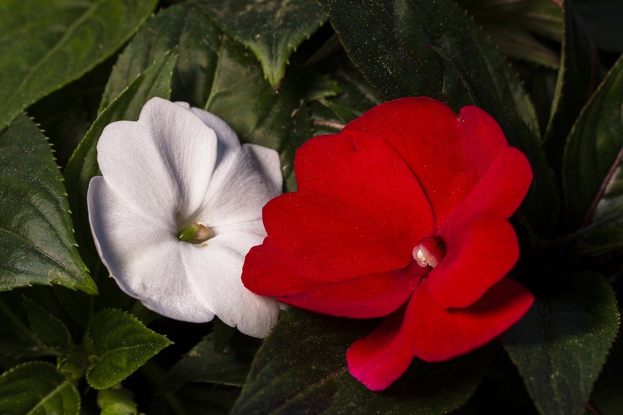 ホウセンカ 鳳仙花 の種類 品種一覧 育て方や近縁植物 特徴も紹介 Hanasaku