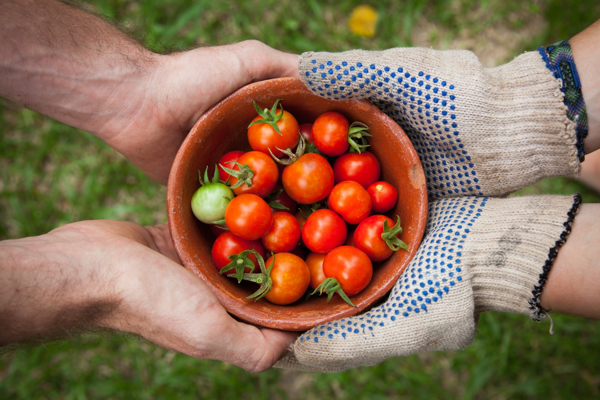ミニトマトを栽培しよう 家庭で美味しく育てるためのポイント Hanasaku