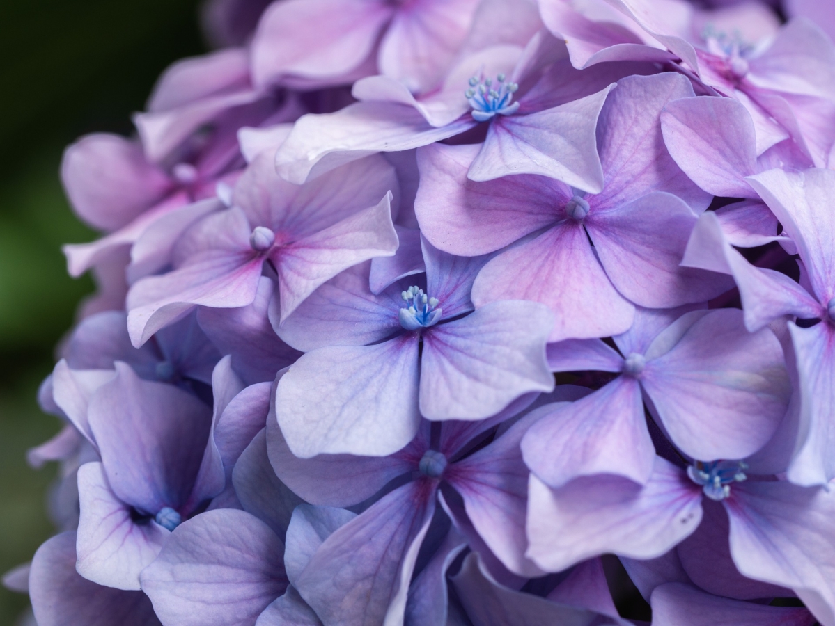 紫陽花 アジサイ の花言葉と由来 色 種類別 英語の意味 花の特徴は Hanasaku