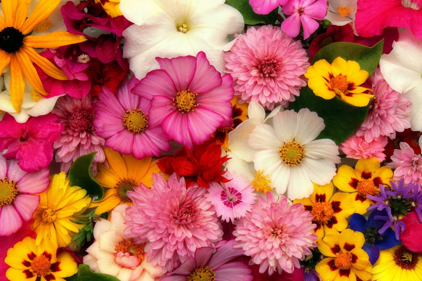 ガーベラの花言葉と由来 色 本数 種類別 英語の花言葉 怖い意味も Hanasaku