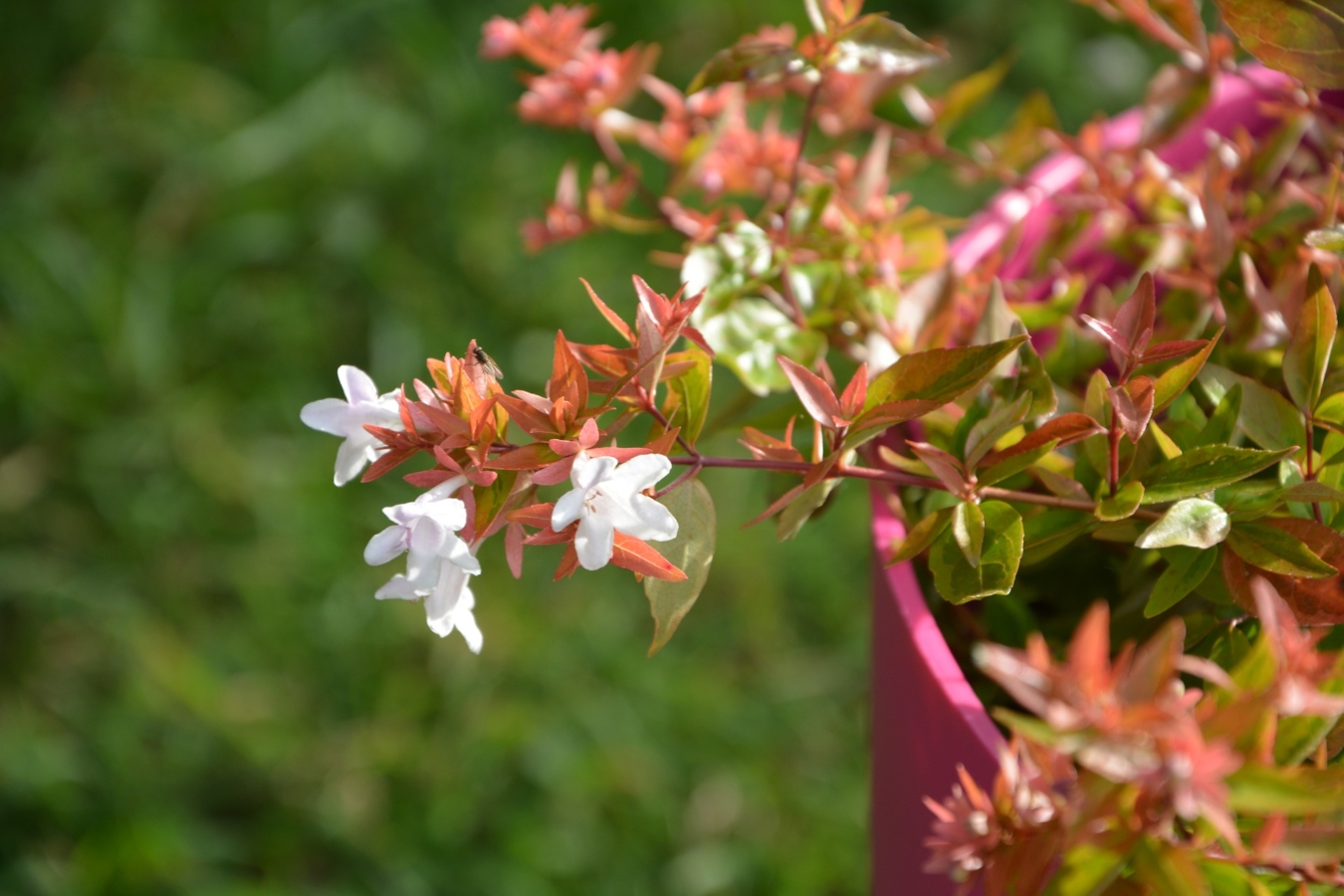 アベリアの花言葉の意味 由来 花の特徴や種類 誕生花も紹介 Hanasaku