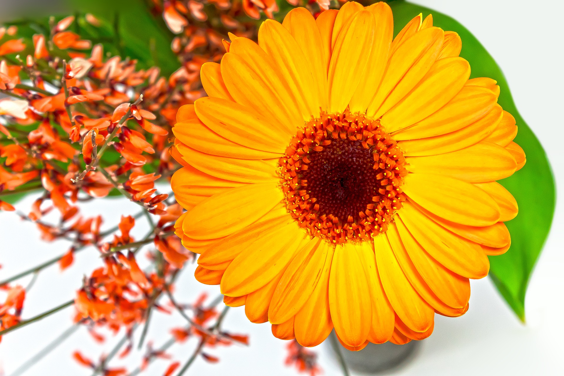 ポピーの花言葉は怖い 色や種類別の意味や由来 誕生花 季節 花の特徴も Hanasaku