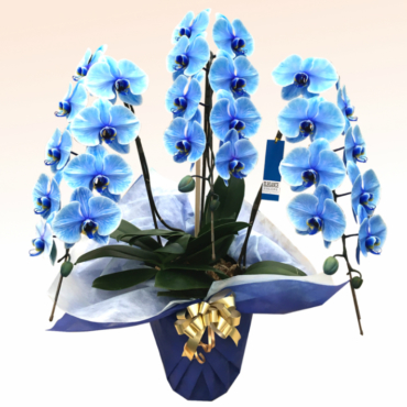 青い胡蝶蘭について 種類 花言葉 価格相場などをご紹介 Hanasaku