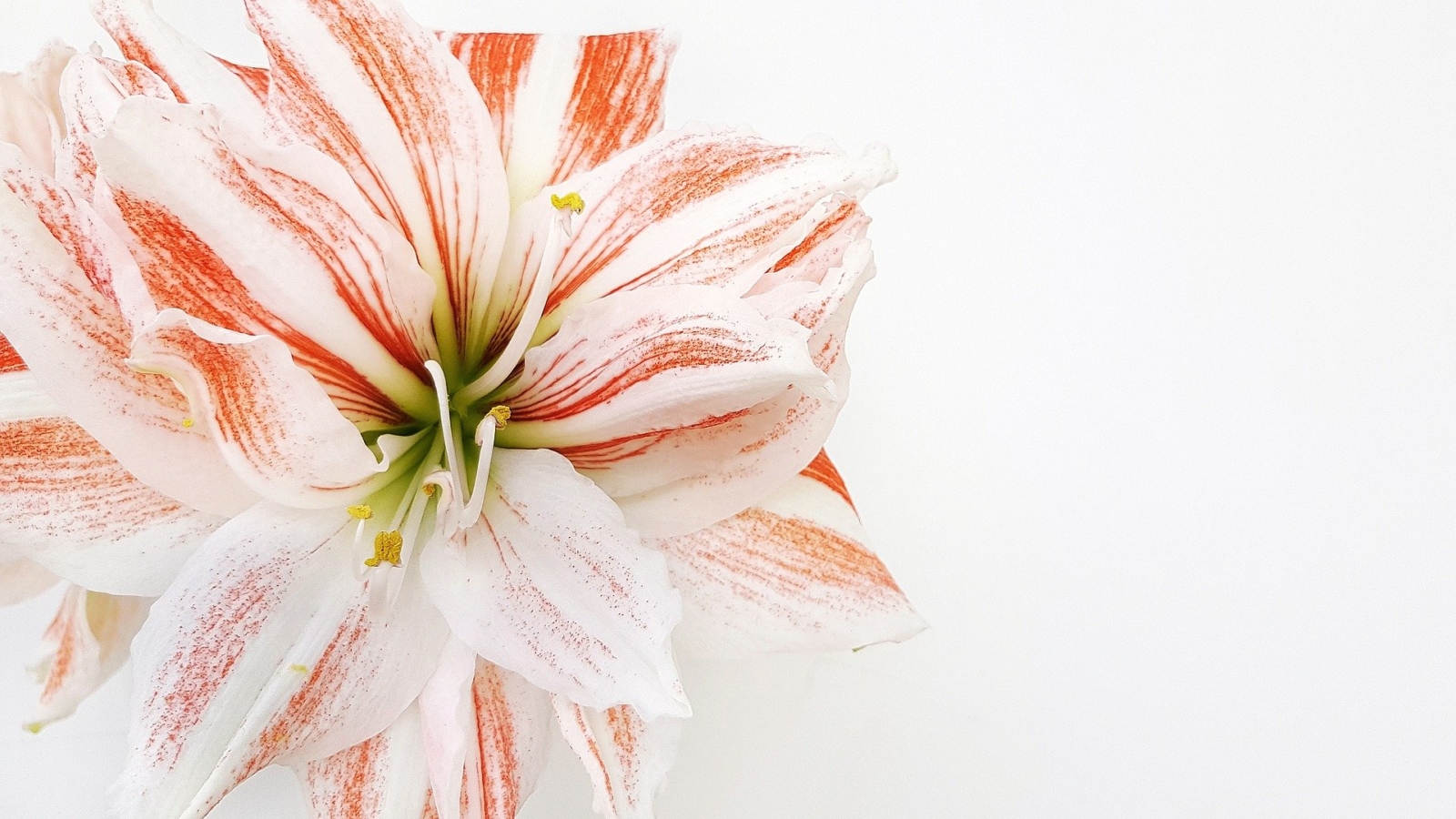 アマリリスの花言葉と由来 種類 色別 英語名の花言葉も紹介 Hanasaku
